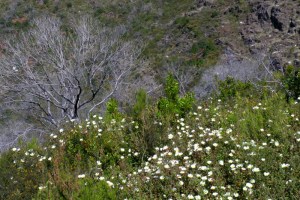 Recanto dominado por sanganho-mouro