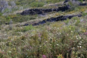 Paisagem rochosa mas florida