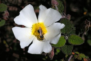Visita de uma abelha
