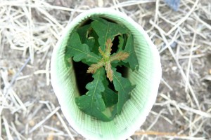 Carvalho com rebentação jovem