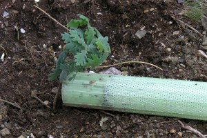 Tubo arrancado mas planta no lugar