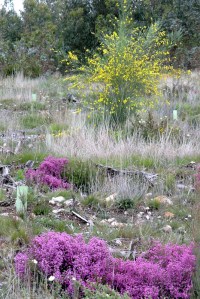Erica umbelata entre árvores plantadas; em 2º plano, giesta
