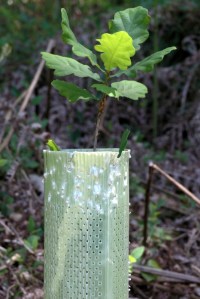 Tubo abocanhado mas não derrubado; planta intacta