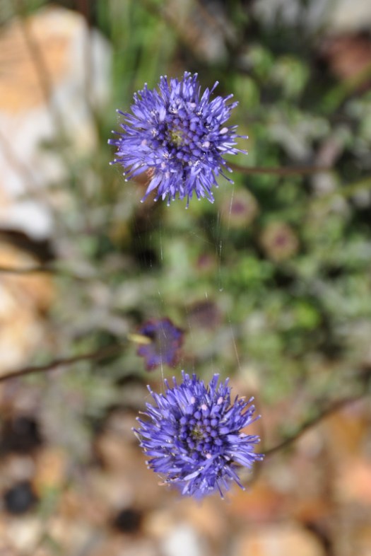 Duas flores de batón-azul unidas por fios de teia
