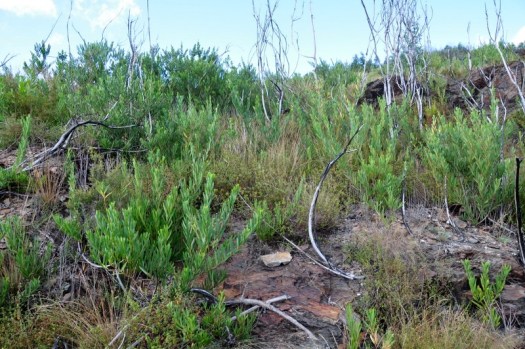 Área já intervencionada mas ainda com A. longifolia