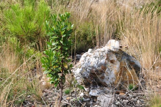 Medronheiro plantado em 2007