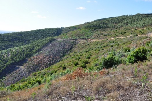 Entre os vales 3 e 4: uma paisagem em recuperação