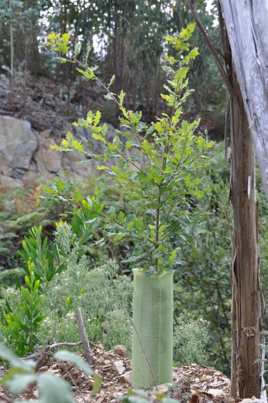 Carvalho-roble plantado este ano
