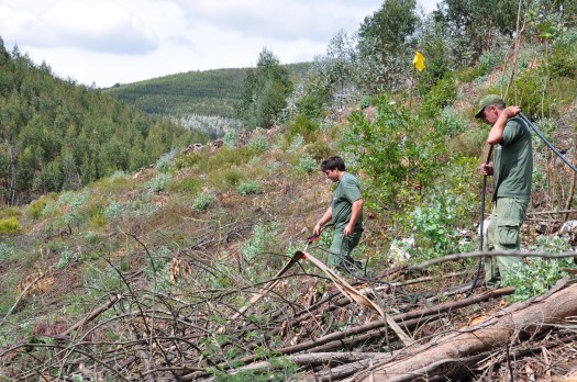 Trabalhos de pulverização realizados por elementos da AFBV