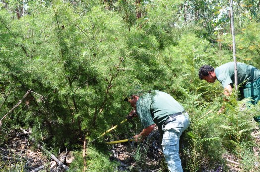 Corte de plantas de háquea-picante com tesourões