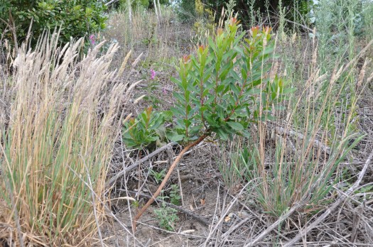 Medronheiro plantado em 2008 numa zona pobre