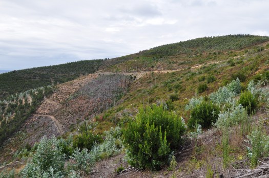 Aspecto actualizado da área entre os vales 4a e 4b