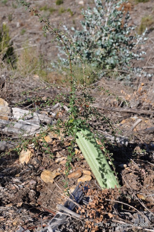 Alguns sobreiros foram tombados pelos javalis