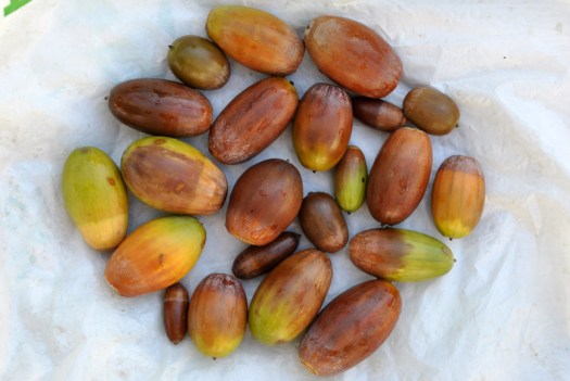 Diversidade de bolotas encontradas