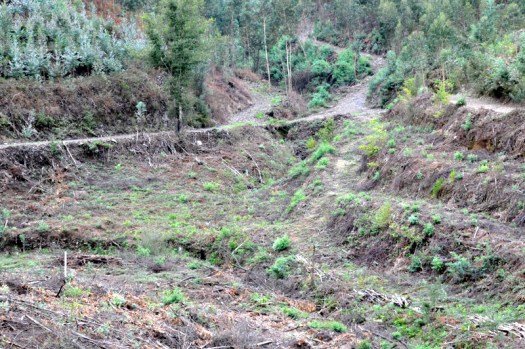 Área de sementeira com carvalho isolado