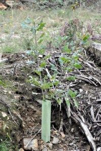 Carvalho plantado junto ao vale nº 6