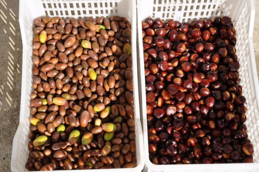 Uma amostra das bolotas e castanhas colhidas