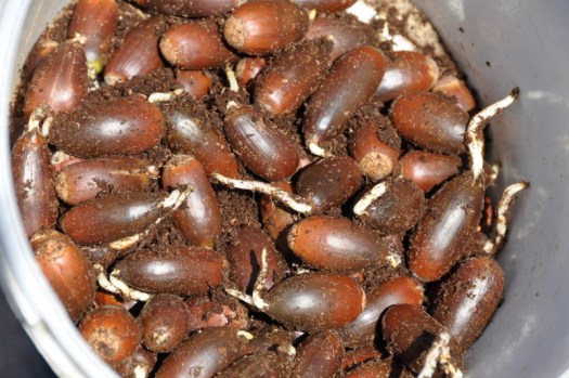 As bolotas de sobreiro já estavam a germinar