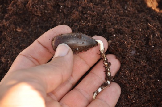 Radícula com apenas duas semanas de crescimento