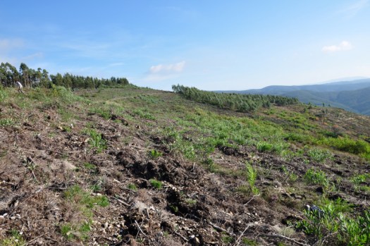 Área alvo da sementeira