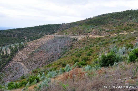 À tarde trabalhou-se na área em 1º plano