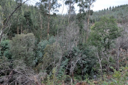 O ribeiro, a montante do vale 6