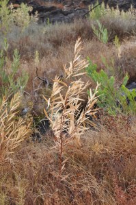 Muitas plantas de Acacia longifolia parecem não ter suportado a seca