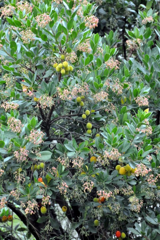 Medronheiro com flores e frutos