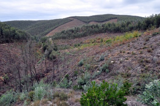 O vale nº 6 e, em 2º plano, as áreas adquiridas pela Quercus