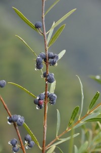 Os frutos de lentisco encontram-se já maduros