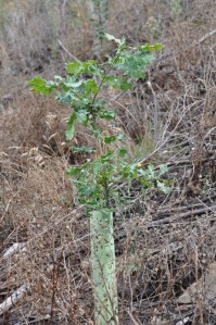 As árvores plantadas resistiram bastante bem ao Verão
