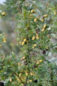 A produção de bolota de carvalho roble é abundante este ano