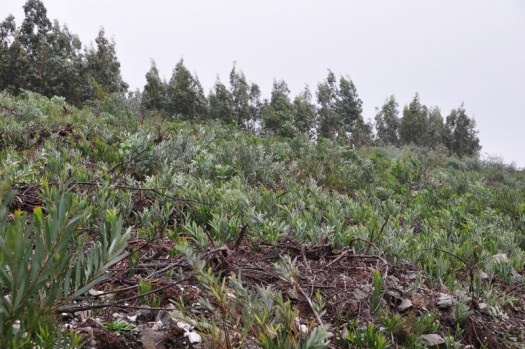 Perspectiva ventosa de uma área da responsabilidade da Silvicaima