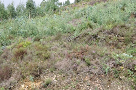 Mancha de Acacia longifolia junto ao vale nº 5