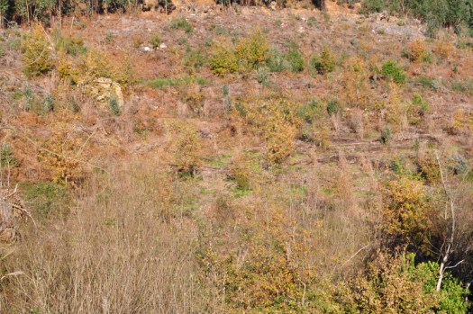 Carvalhal em recuperação