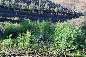 [9] Perspectiva 1 à chegada