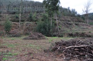 [12] Mimosa a abater...