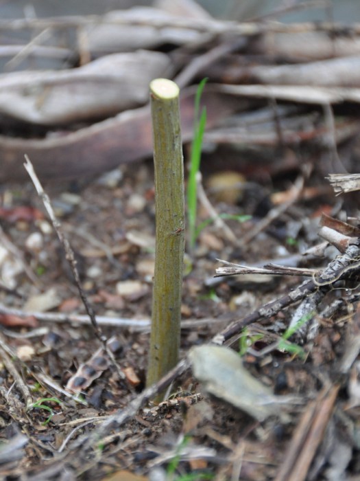 Estaca de salgueiro plantada