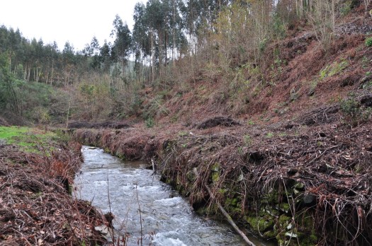 Troço do ribeiro em recuperação