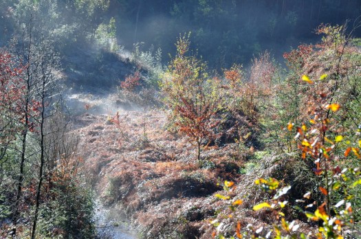 Carvalhal junto ao Ribeiro de Belazaima