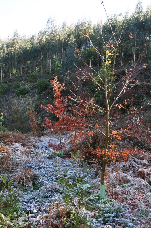 Jovem carvalho plantado em 2010