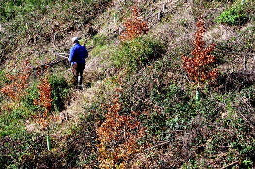 Jovem carvalhal com 3 anos