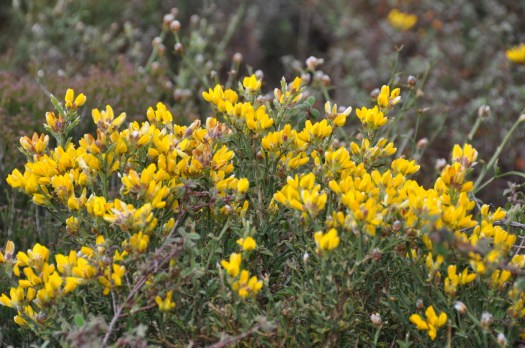 Carqueja já em flor