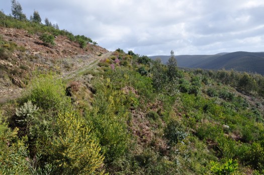 Abaixo do caminho, no vale nº 3, ainda muito para fazer...