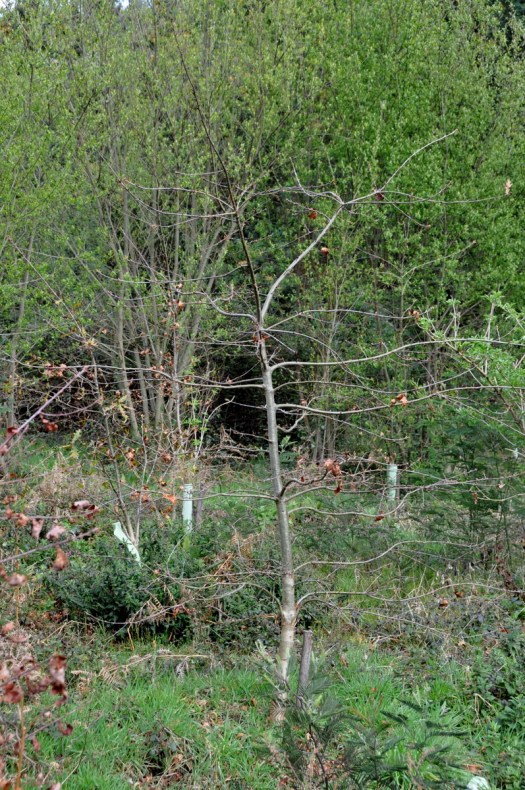 Primavera sem pressa de chegar!