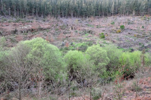 Carvalhal da Ribeira do Tojo, em propriedades adquiridas pela Quercus