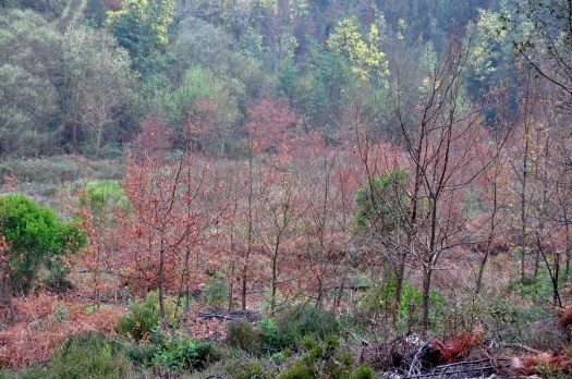 Mancha de carvalhal a jusante do vale nº 6