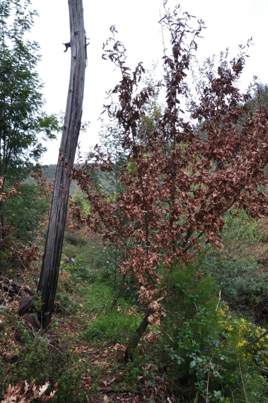 Junto a um jovem carvalho, uma mimosa queimada em 2005 permanece em pé!