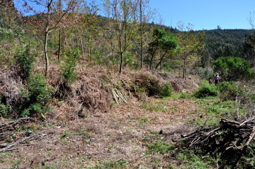 Depois da lenha arrumada, já se podia passear