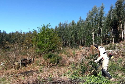 A motoroçadora funcionou quase ininterruptamente